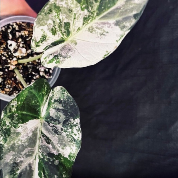 Alocasia "Regal Shields" "Albo" variegated corm - Picture 1 of 6